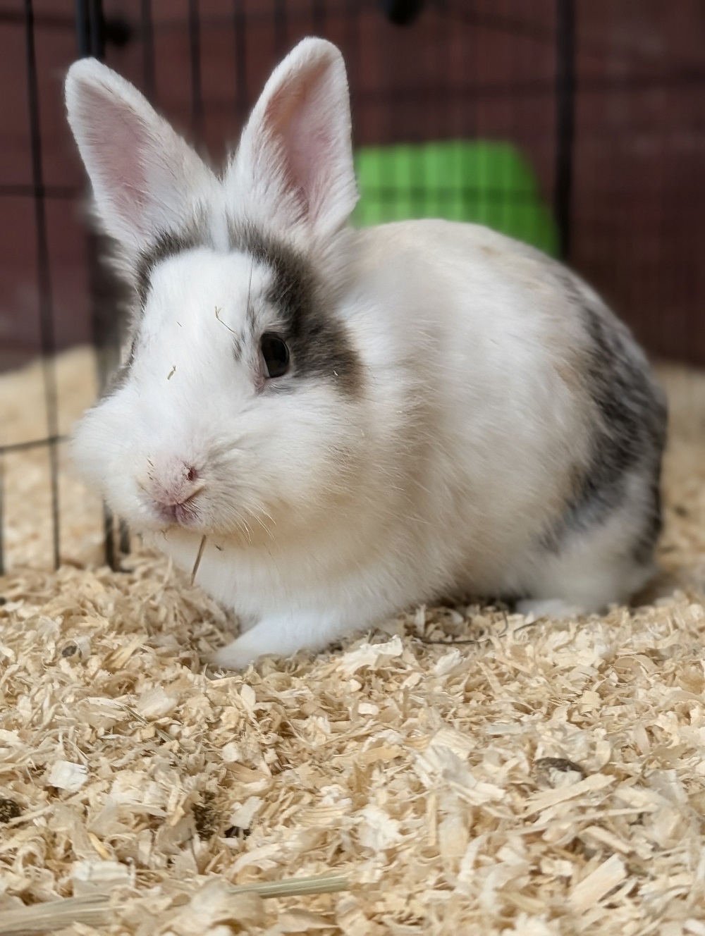 Vanille 